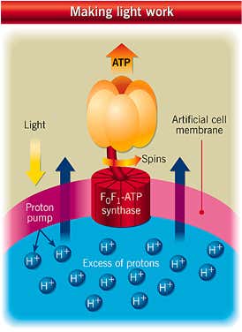 New Scientist. Science news and long reads from expert journalists, covering developments in science, technology, health and the environment on the website and the magazine.
