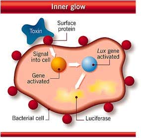 New Scientist. Science news and long reads from expert journalists, covering developments in science, technology, health and the environment on the website and the magazine.