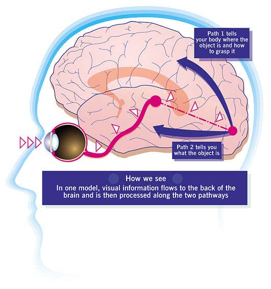 How visual information passes through the brain