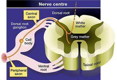 New Scientist. Science news and long reads from expert journalists, covering developments in science, technology, health and the environment on the website and the magazine.