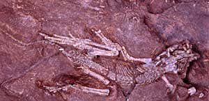 New Scientist. Science news and long reads from expert journalists, covering developments in science, technology, health and the environment on the website and the magazine.