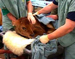 New Scientist. Science news and long reads from expert journalists, covering developments in science, technology, health and the environment on the website and the magazine.