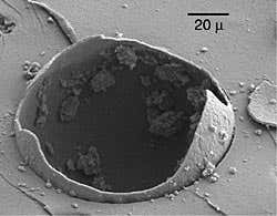 New Scientist. Science news and long reads from expert journalists, covering developments in science, technology, health and the environment on the website and the magazine.