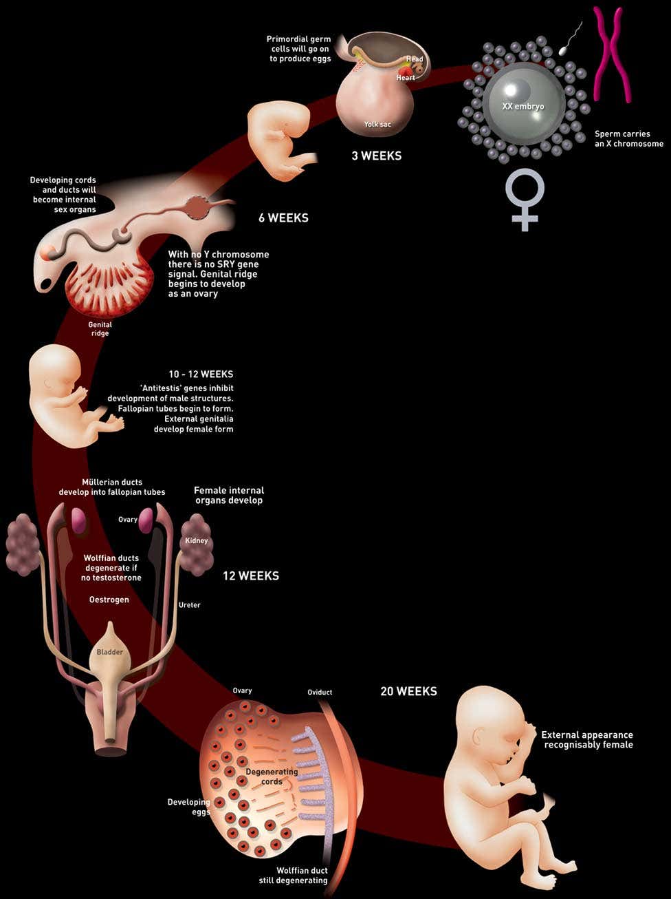 New Scientist. Science news and long reads from expert journalists, covering developments in science, technology, health and the environment on the website and the magazine.