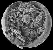 New Scientist. Science news and long reads from expert journalists, covering developments in science, technology, health and the environment on the website and the magazine.