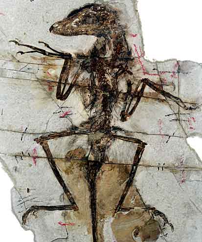 New Scientist. Science news and long reads from expert journalists, covering developments in science, technology, health and the environment on the website and the magazine.