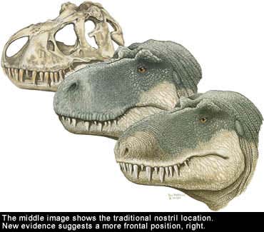 Dinosaurs nostrils get relocated