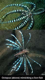 Magnificent mimic reveals multiple impressions