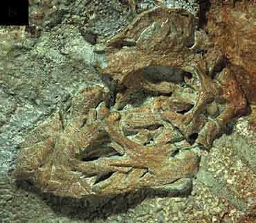 New Scientist. Science news and long reads from expert journalists, covering developments in science, technology, health and the environment on the website and the magazine.