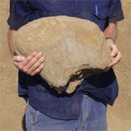 Australia's largest dinosaur fossil unearthed