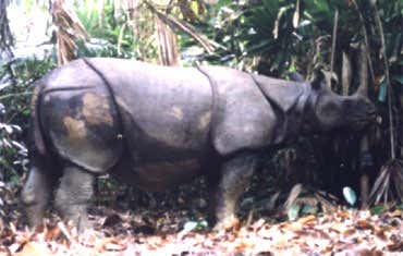 Only 50 Javan Rhino are left in Indonesia (Photo: WWF)