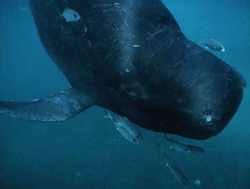 Whale skin inspires toxic paint replacement