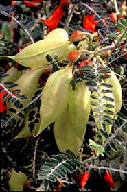 Clinical trial for herbal AIDS treatment