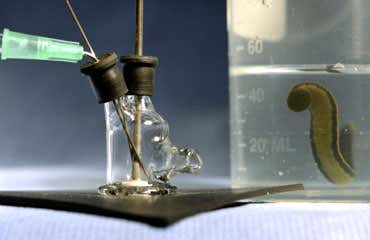 Artificial leech can suck blood forever