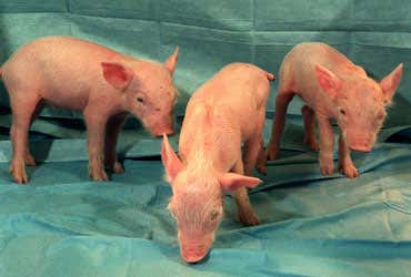 Second batch of knock-out pig clones