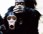 HIV-like virus detected in wild chimpanzee