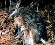 Stuffed fox teaches wallabies to fear predators