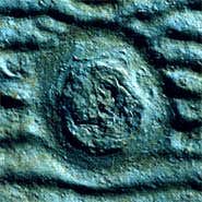 The telltale rings form when jellyfish try to escape (Photo: James Hagadorn)