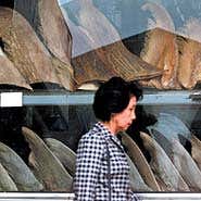 Sustainable way to harvest sharks