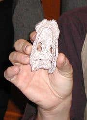 New Scientist. Science news and long reads from expert journalists, covering developments in science, technology, health and the environment on the website and the magazine.