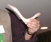 Super-croc dinosaur's little brother revealed