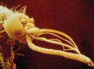 New Scientist. Science news and long reads from expert journalists, covering developments in science, technology, health and the environment on the website and the magazine.