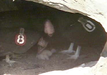 New Scientist. Science news and long reads from expert journalists, covering developments in science, technology, health and the environment on the website and the magazine.