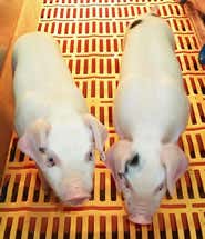 Rare pig cloned in single cycle