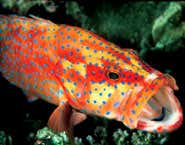 Coral reefs operate free-market economy