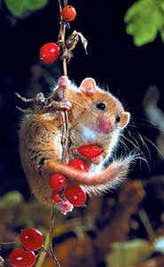 Stunning fossil is human's earliest mammal relative