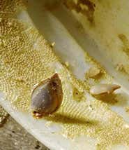 Alien species colonise on plastic rafts