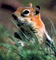 Slumbering squirrels 