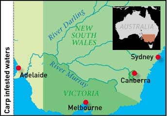 Australia's carp infested waters