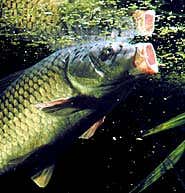 Gene warfare to be waged on invasive fish