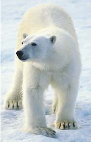 Climate change threatens polar bears