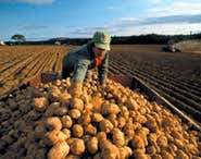 GM potatoes deter one pest but attract another