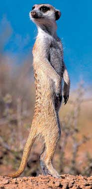 Meerkats and mongooses hit by TB
