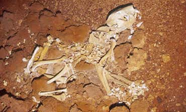 New Scientist. Science news and long reads from expert journalists, covering developments in science, technology, health and the environment on the website and the magazine.