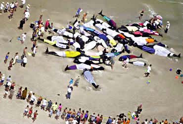 Mass rescue effort saves stranded whales