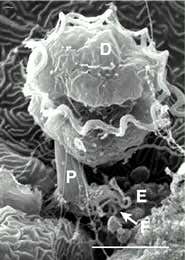 Red tide microbe's killer appetite revealed