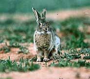 Virus could sterilise Australia's rabbits
