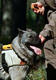 Finland's hunting dogs get mobile phones