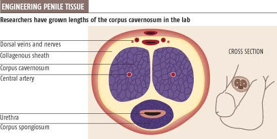 Tissue engineers grow penis in the lab