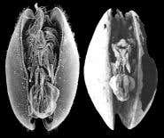 Fossil find reveals world's oldest penises