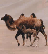 Species at risk of extinction growing