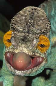 Parson's chameleon is one of the largest chameleons in the world 