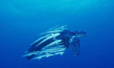 Elephant family portrait takes top award