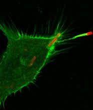 Rocket-powered bug caught in the act