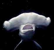 How the shark got its hammerhead