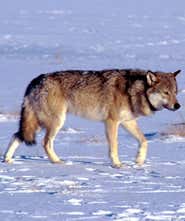 Lone wolf brings pack back from the brink